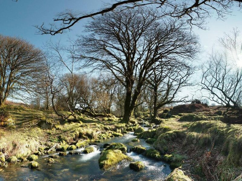 Stream in a mossy forest
