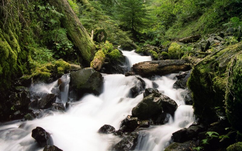 Stream in a mossy forest