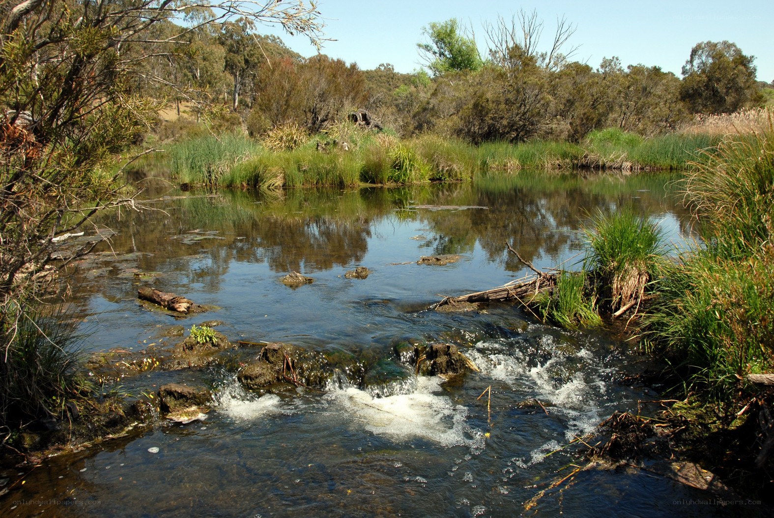 Stream in a natural reserve