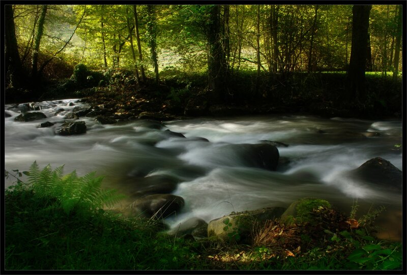 Stream in a sunlit forest