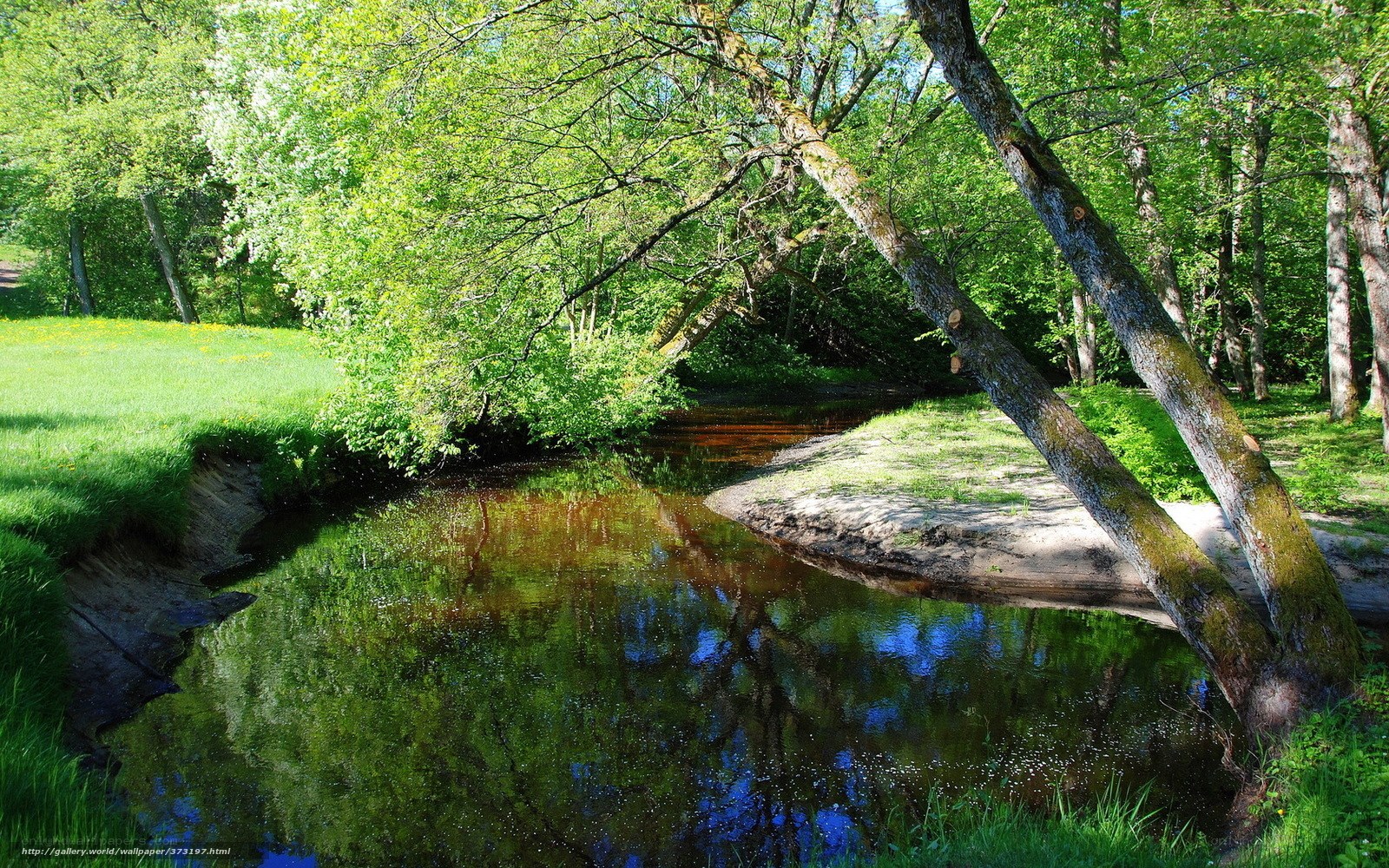 Stream in a sunlit forest