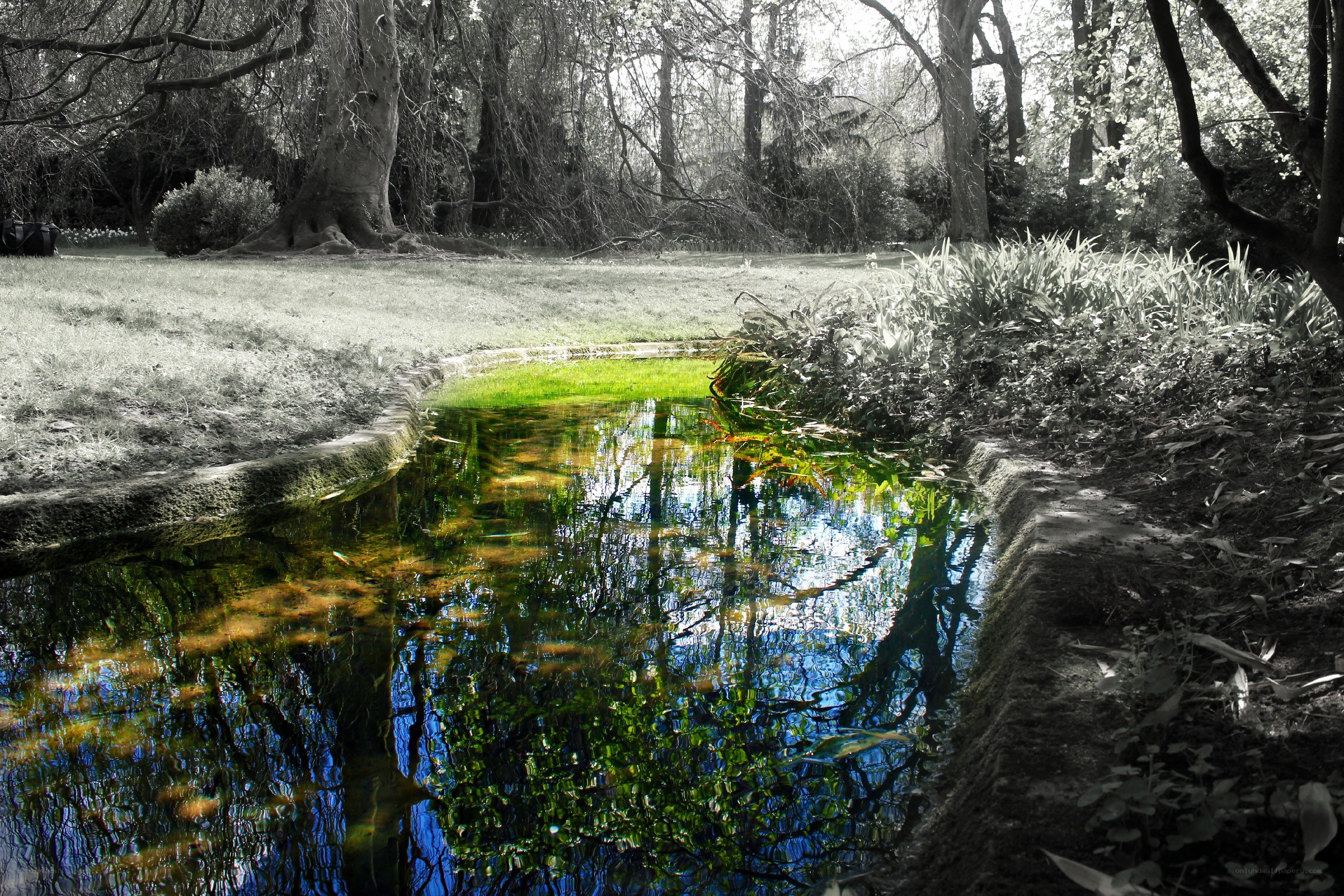Stream in a tranquil park