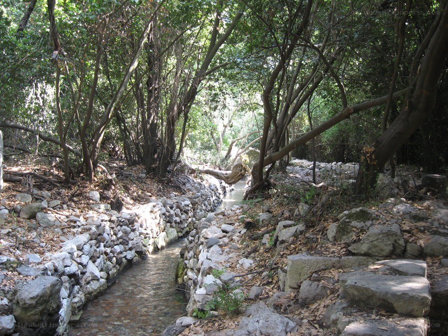 Stream in a wooded area