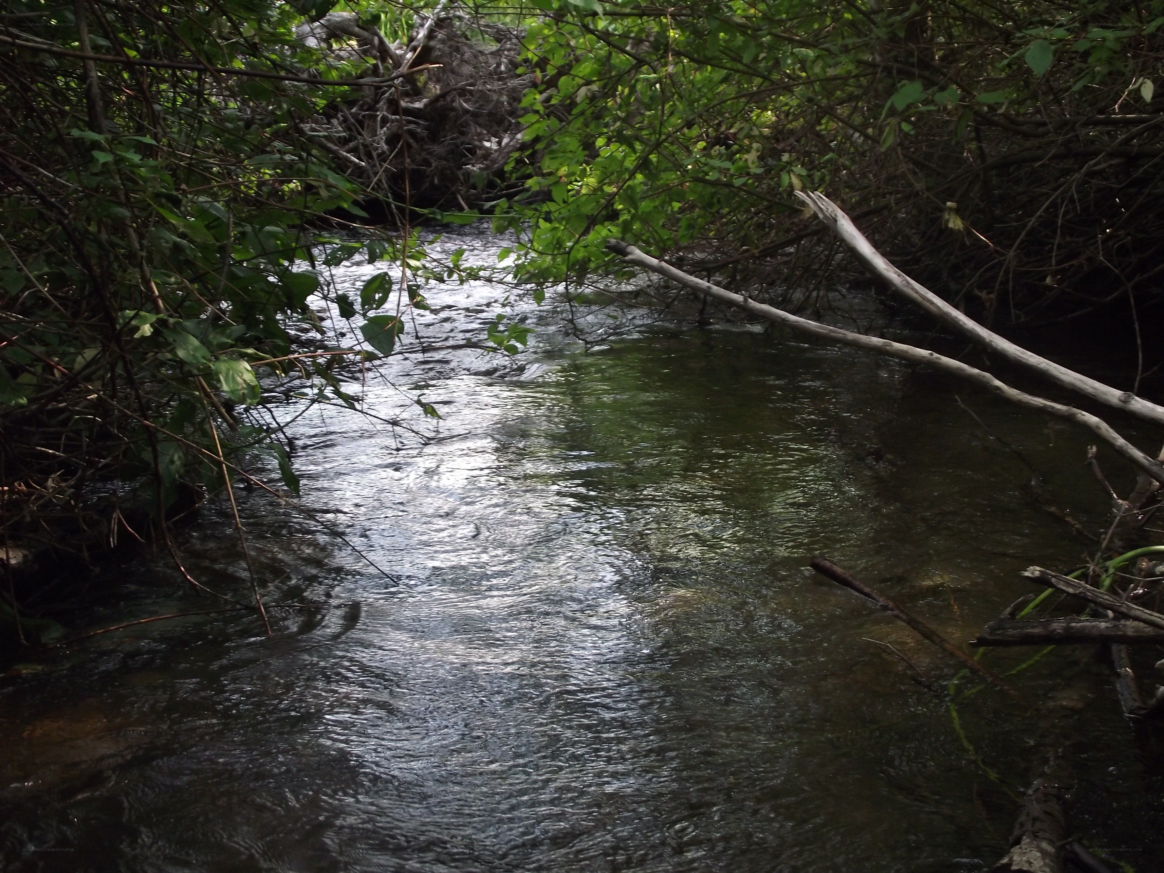 Stream in a wooded area