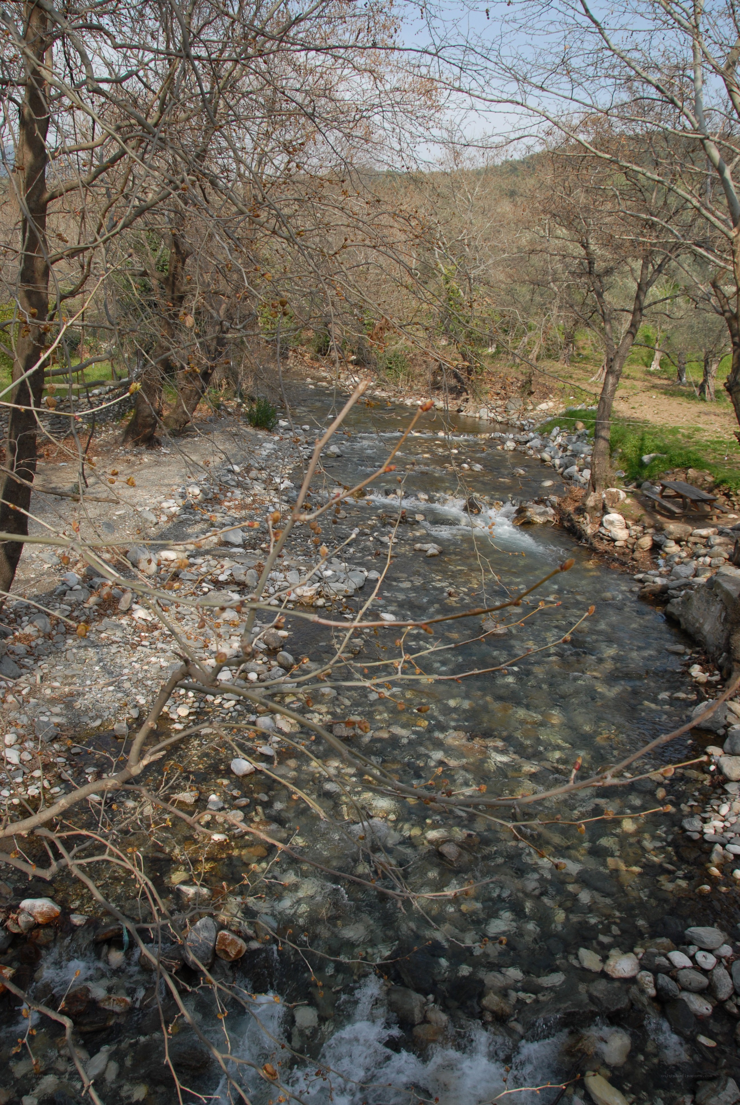 Stream in a wooded area