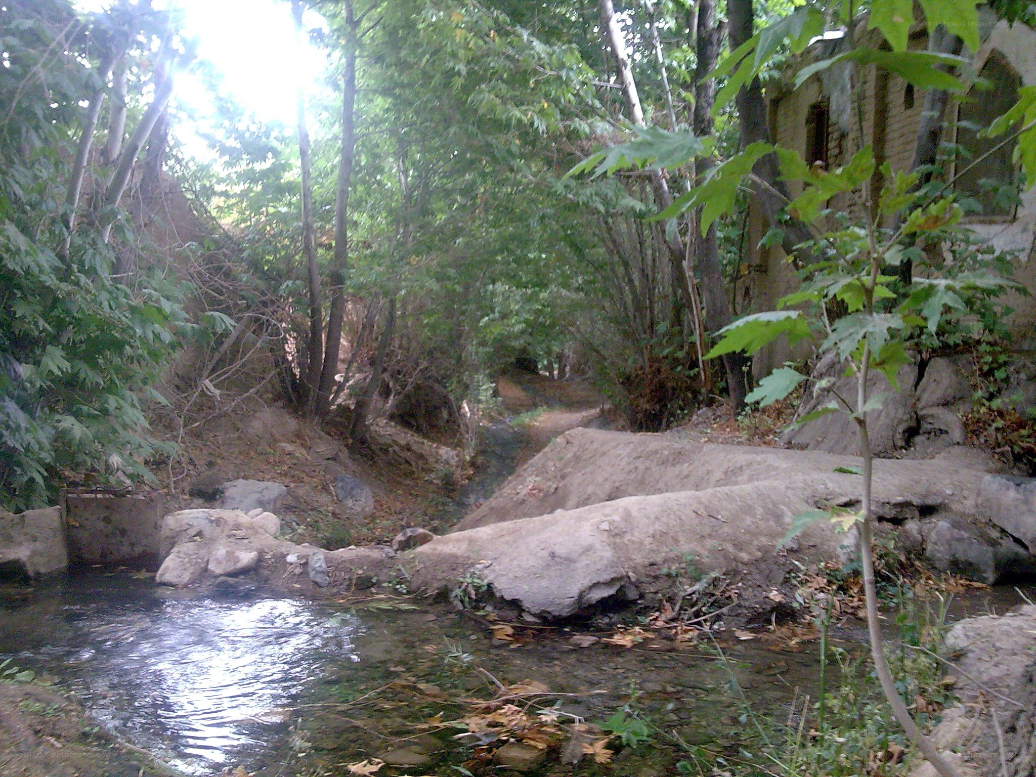 Stream in a wooded area