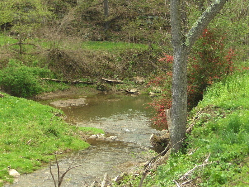 Stream in a wooded area