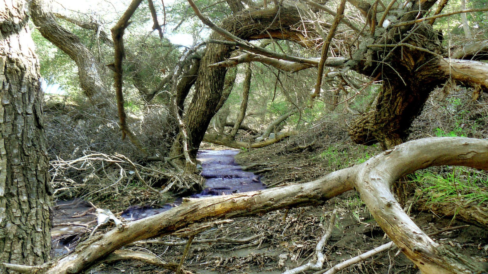 Stream in a wooded area