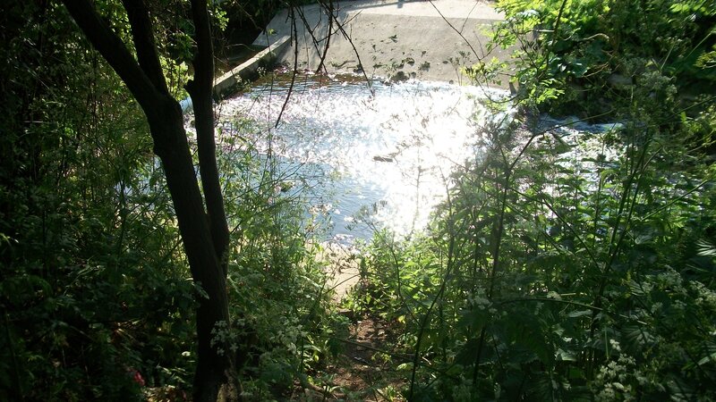 Stream in a wooded area