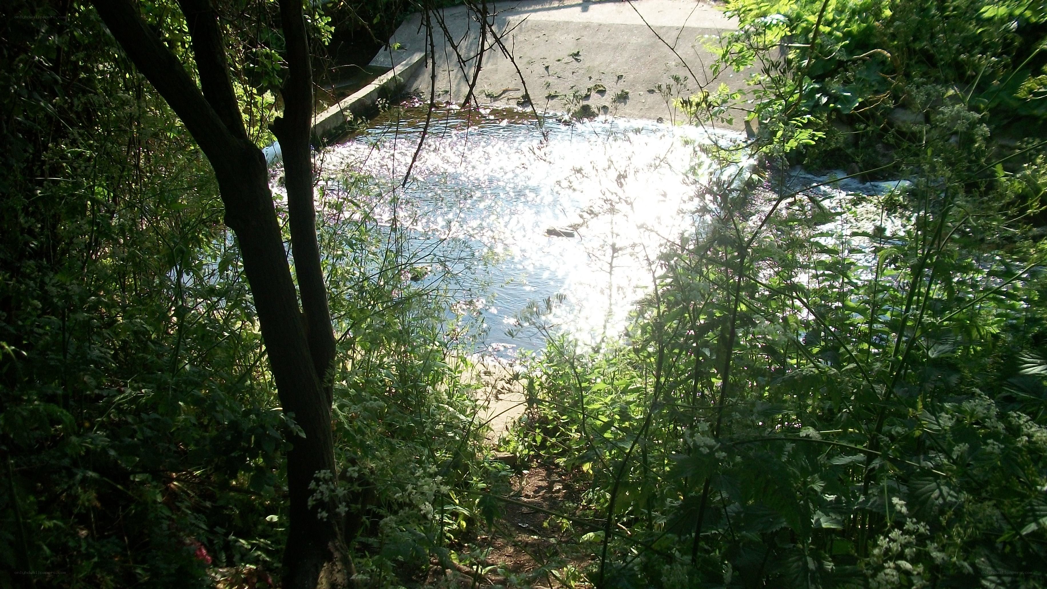 Stream in a wooded area