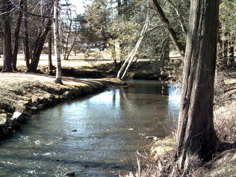 Stream in a wooded park