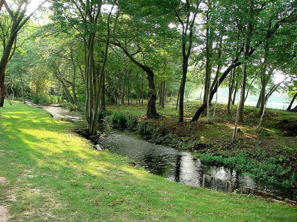 Stream in a wooded park