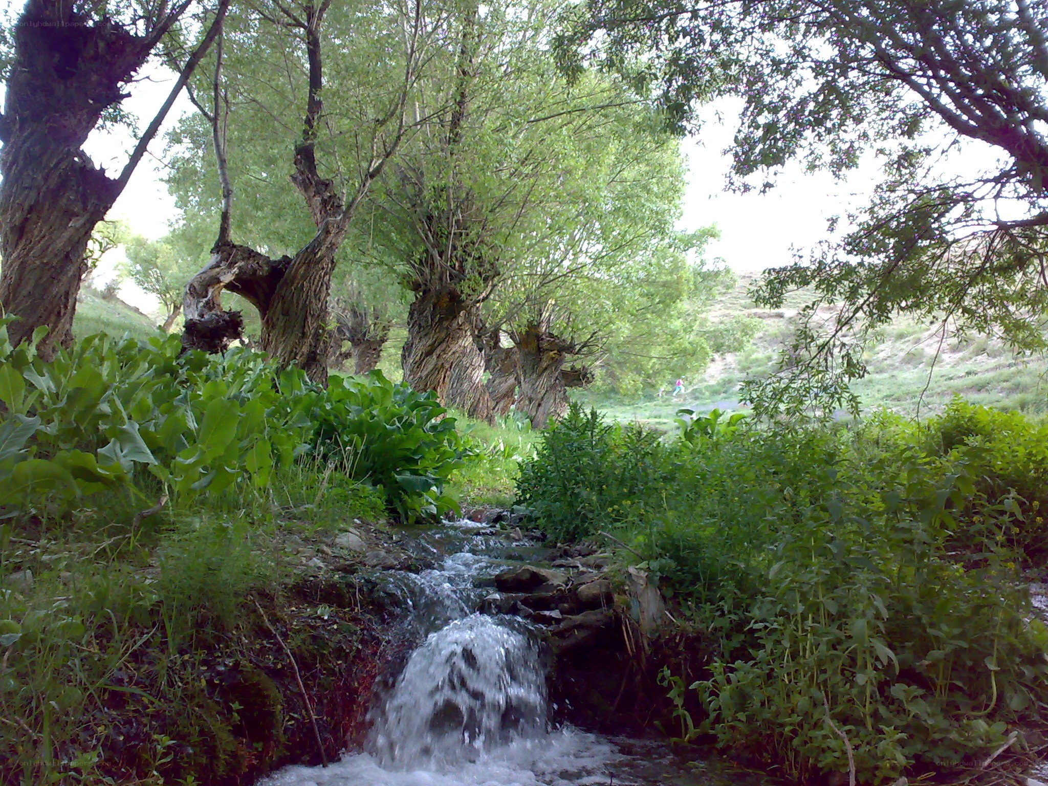 Stream in a wooded valley