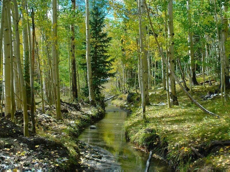 Stream in Aspen Forest — Green