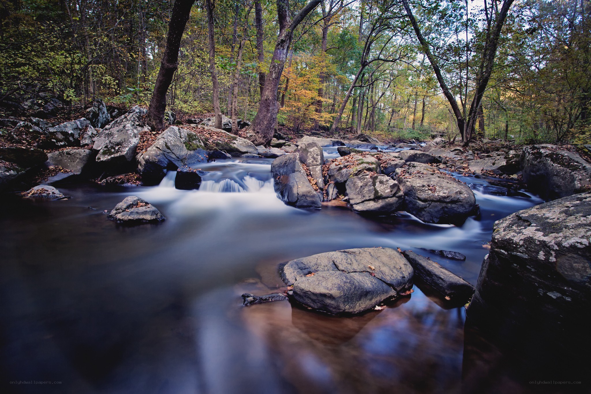 Stream in autumn forest