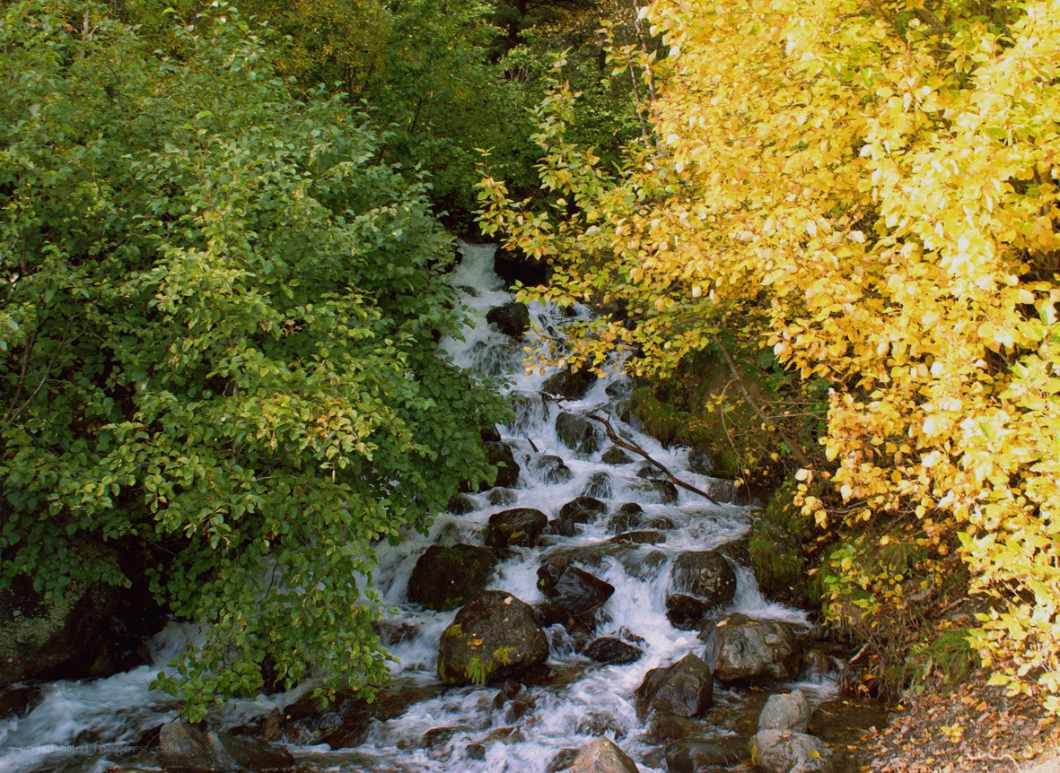 Stream in autumn forest