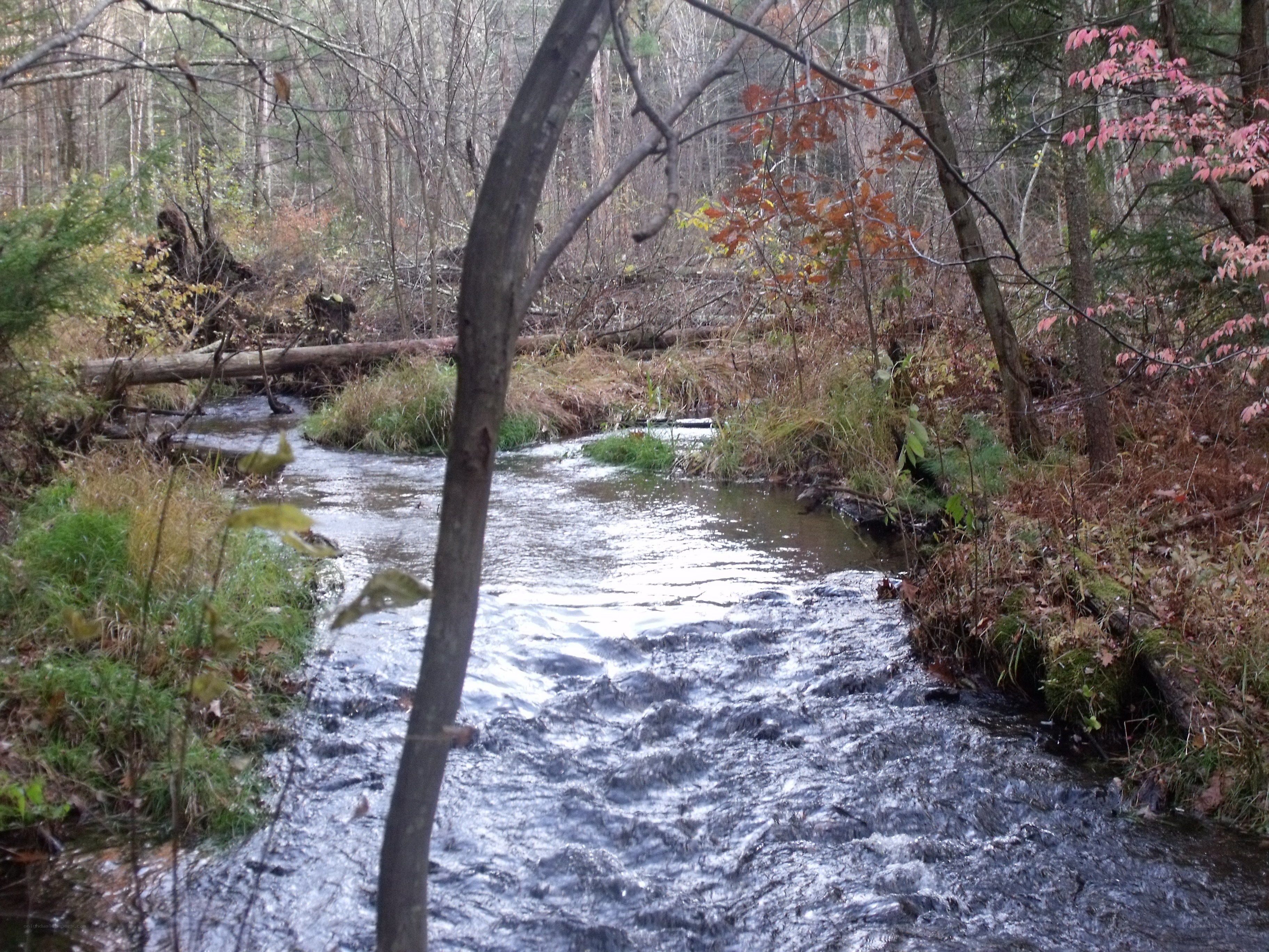 Stream in autumn forest