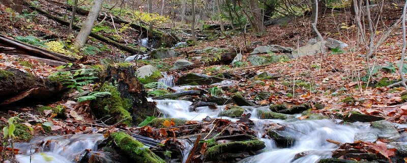 Stream in autumn forest