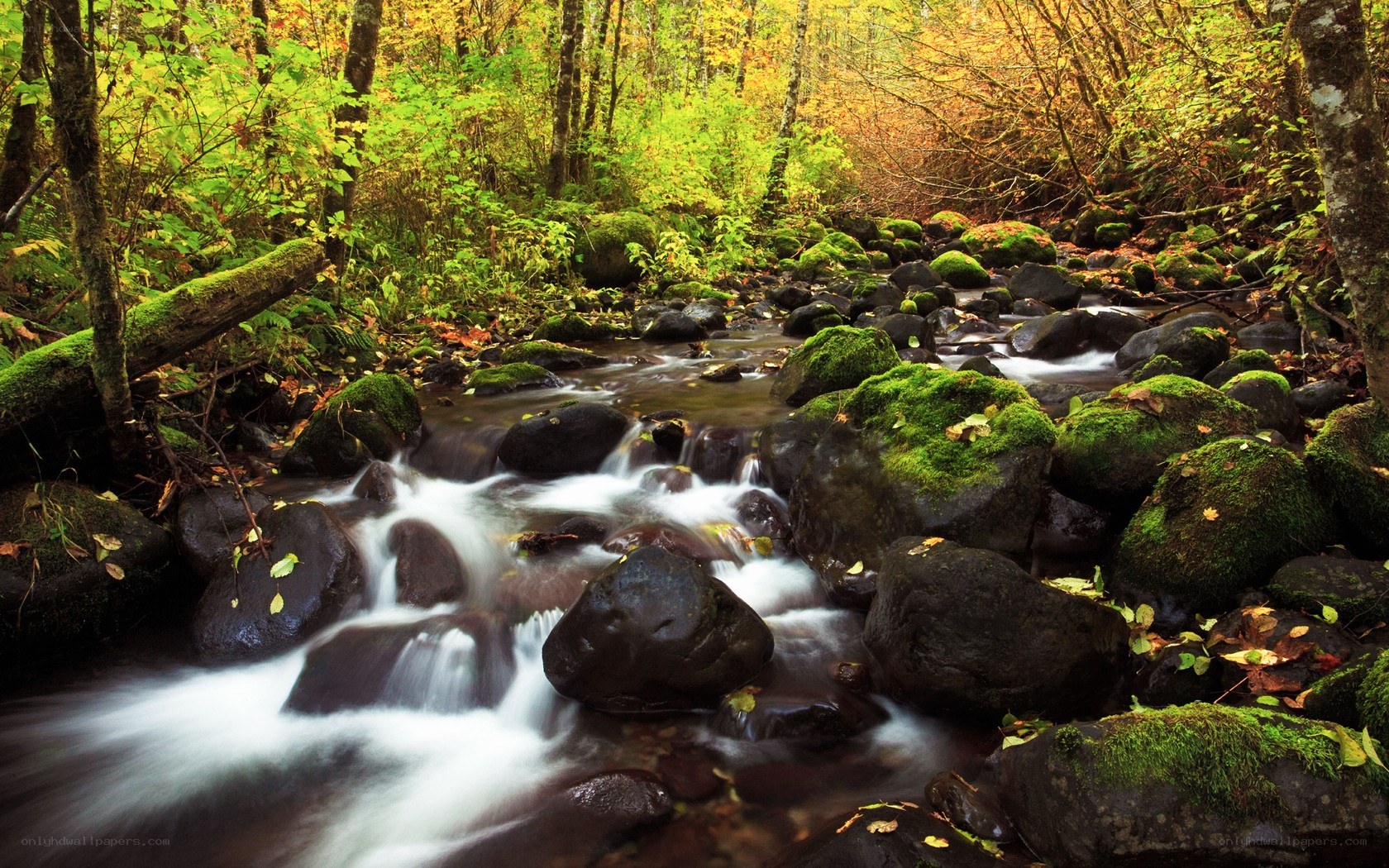 Stream in autumn forest