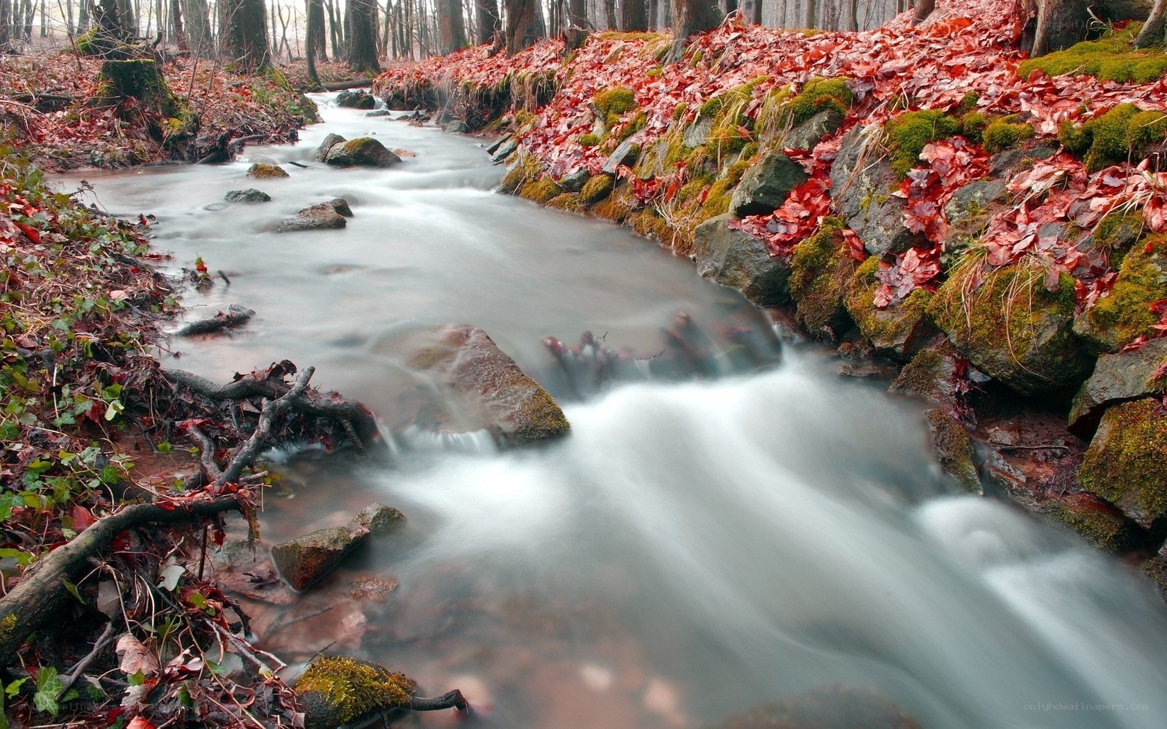 Stream in autumn forest