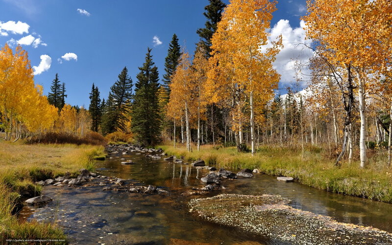 Stream in Autumn Forest — Blue, Serene, Photograph, Trees, River, Rocks