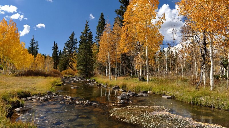 Stream in Autumn Forest — Blue, Serene, Photograph, Trees, Rocks