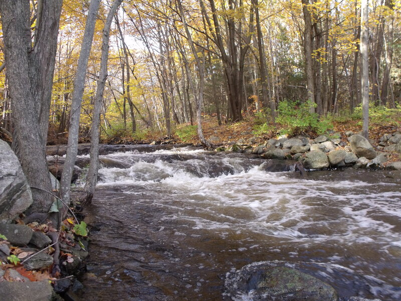 Stream in Autumn Forest — Brown, Photograph