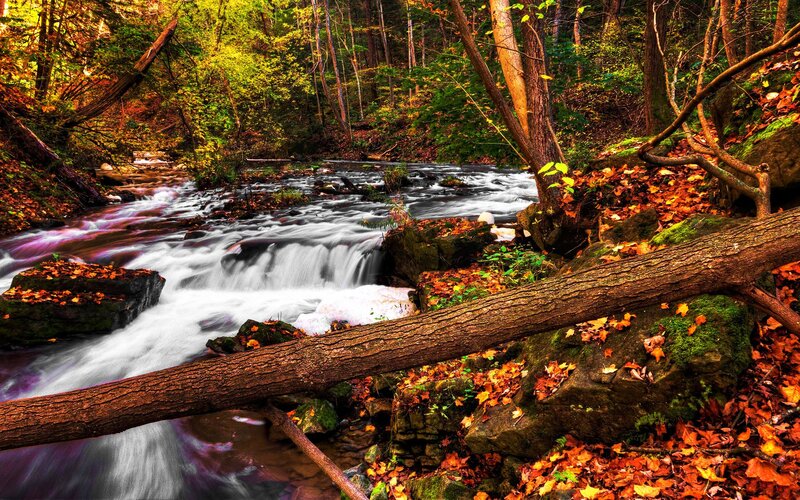 Stream in Autumn Forest — Brown, Serene, Photograph, Fallen Log, Rocks