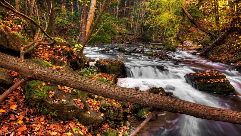 Stream in Autumn Forest — Brown, Serene, Photograph, Fallen Log