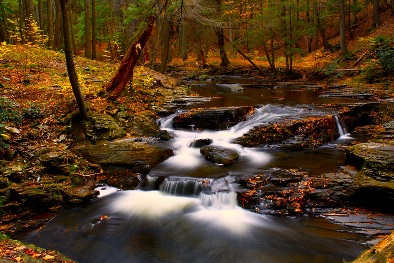 Stream in Autumn Forest — Brown, Serene, Photograph