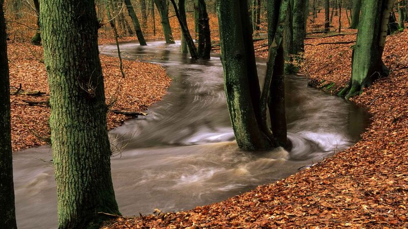 Stream in Autumn Forest — Brown, Serene, Photograph, Trees, Leaves, River, Green