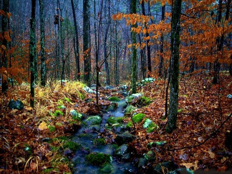 Stream in Autumn Forest — Brown, Serene, Photograph, Trees, Leaves, Rocks, Green