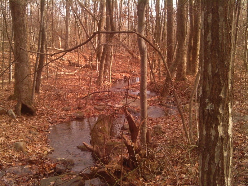 Stream in Autumn Forest — Brown, Serene, Photograph, Trees, Leaves, Rocks