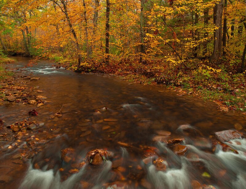 Stream in Autumn Forest — Brown, Serene, Photograph, Trees, Rocks, Fallen Leaves, Yellow