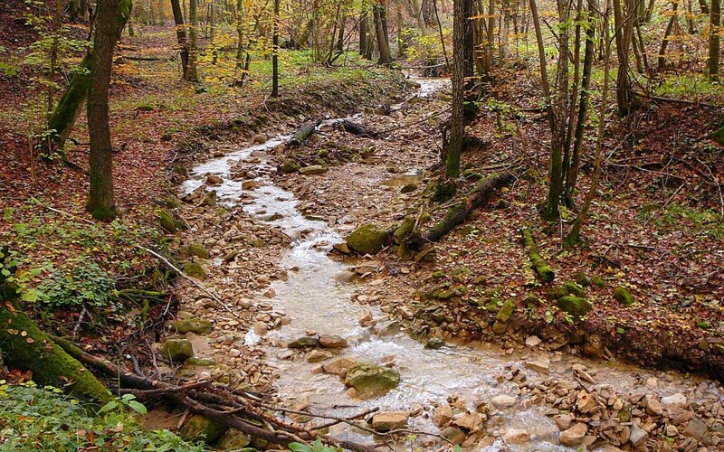 Stream in Autumn Forest — Brown, Serene, Photograph, Trees, Rocks, Leaves, Green