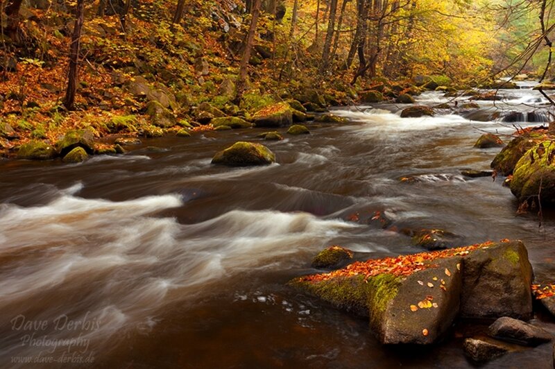 Stream in Autumn Forest — Brown, Serene, Photograph, Trees, Rocks, Leaves