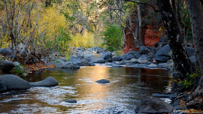 Stream in Autumn Forest — Brown, Serene, Photograph, Trees, Rocks