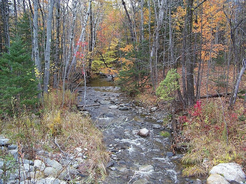 Stream in Autumn Forest — Brown, Serene, Photograph, Trees