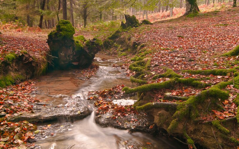 Stream in Autumn Forest — Brown, Serene