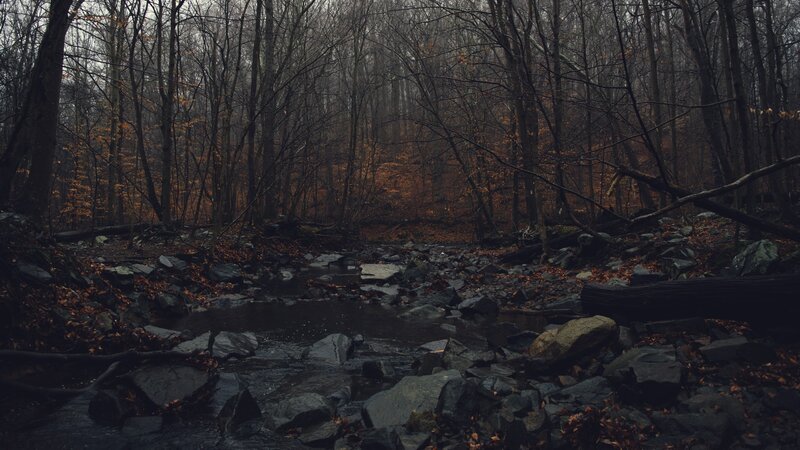 Stream in Autumn Forest — Brown, Somber