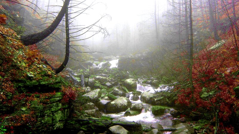 Stream in Autumn Forest — Green, Misty, Photograph
