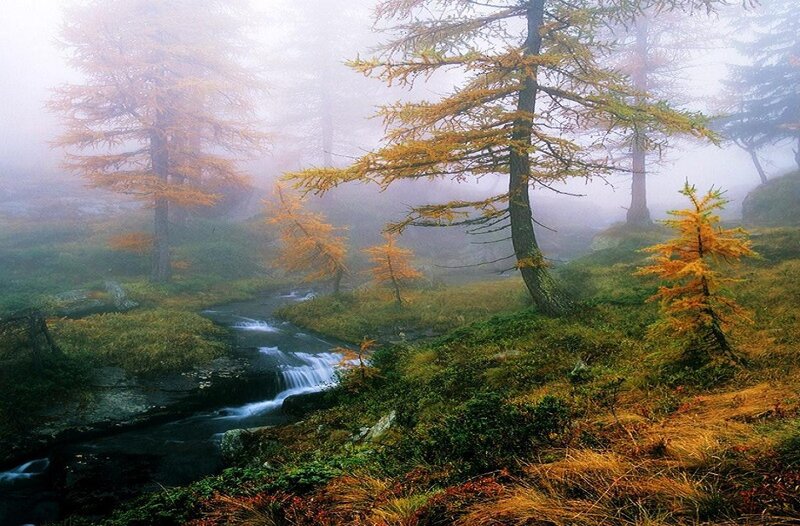 Stream in Autumn Forest — Green, Misty
