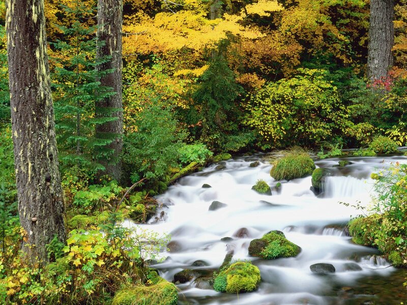 Stream in Autumn Forest — Green, Moss