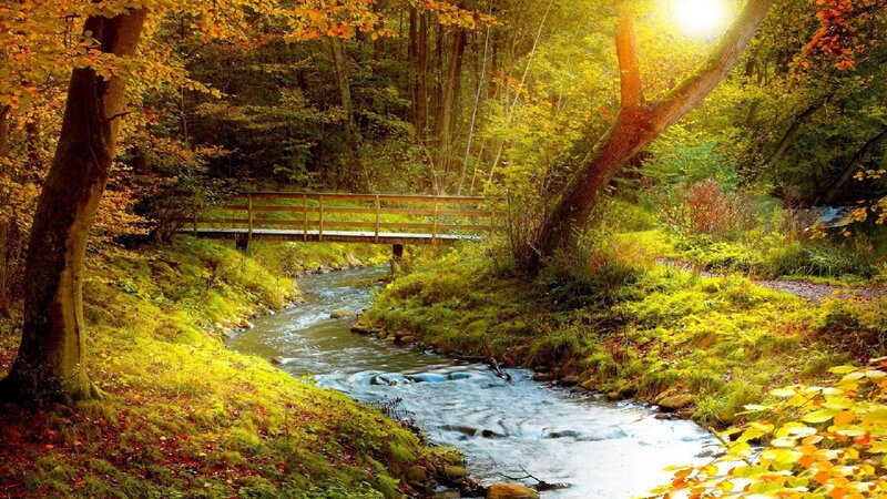 Stream in Autumn Forest — Green, Serene, Photograph, Bridge