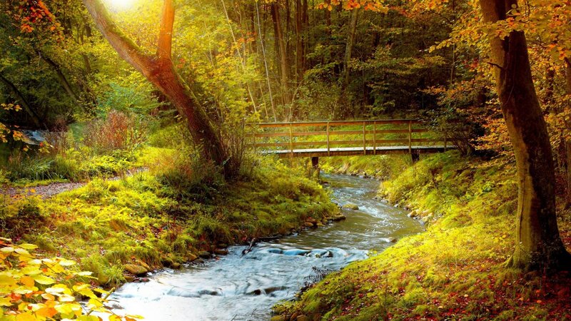 Stream in Autumn Forest — Green, Serene, Photograph, Bridge, Trees