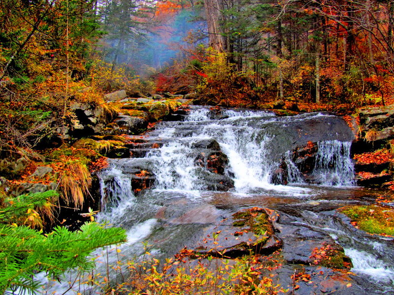 Stream in Autumn Forest — Green, Serene, Photograph, Fall Foliage