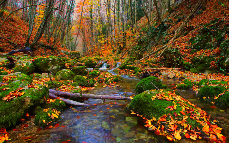 Stream in Autumn Forest — Green, Serene, Photograph, Fallen Leaves, Moss-covered Rocks