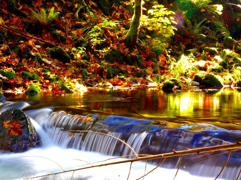 Stream in Autumn Forest — Green, Serene, Photograph, Fallen Leaves, Moss