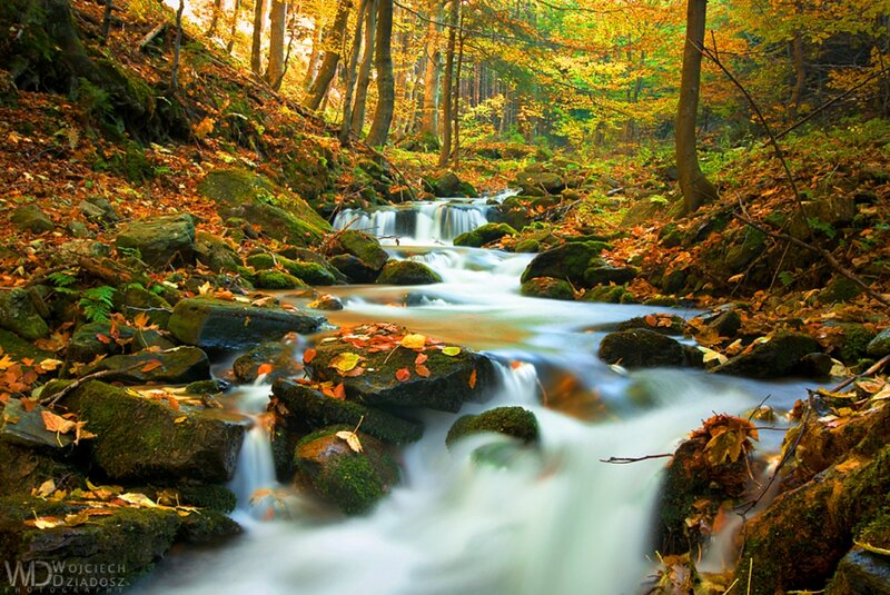 Stream in Autumn Forest — Green, Serene, Photograph, Fallen Leaves, Rocks