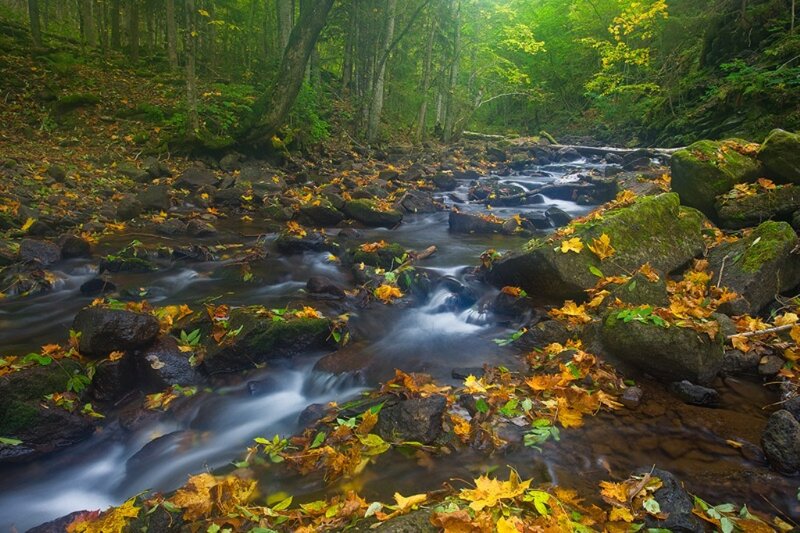 Stream in Autumn Forest — Green, Serene, Photograph, Fallen Leaves, Rocks, Trees